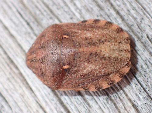 Réf. 270 068 : Eurygaster maura
